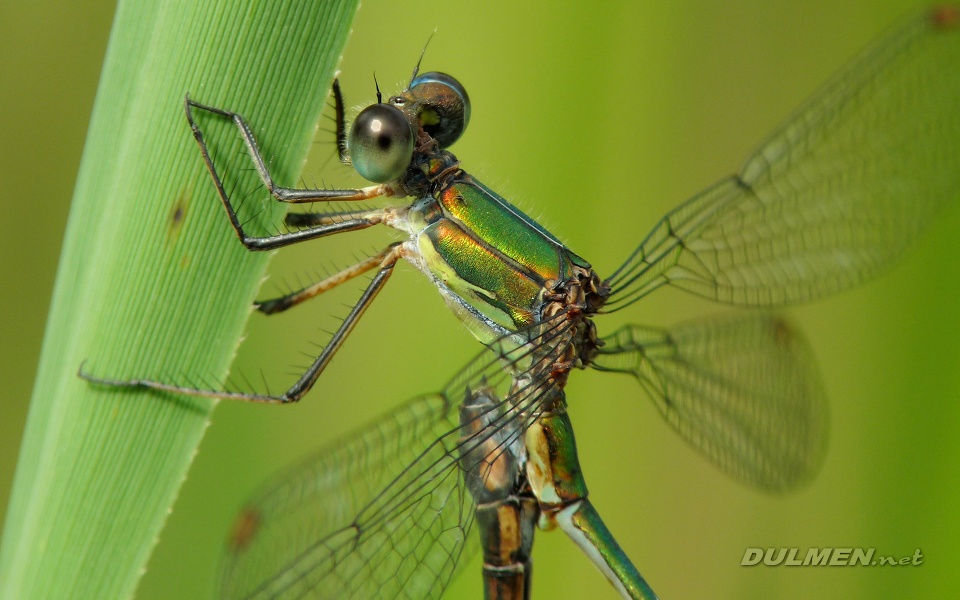 Mating Western Willow Spreadwing (Male, Lestes viridis)
